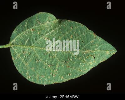 Flauschiger Mehltau (Peronospora manshurica) Läsionen auf der oberen Oberfläche eines Sojablattes, Thailand Stockfoto