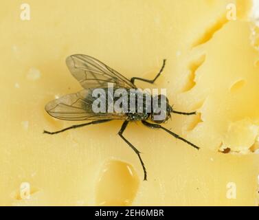 Hausfliege (Musca domestica) Erwachsene öffentliche Gesundheit Schädling auf Käse, Küchenhygiene Stockfoto