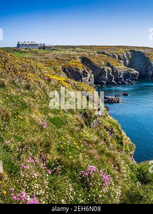 Sea Pink Blumen wachsen auf den Klippen gegenüber dem Retreat Center in St Non's Bay in Pembrokeshire. St Non's gilt als der Geburtsort von St. David Stockfoto