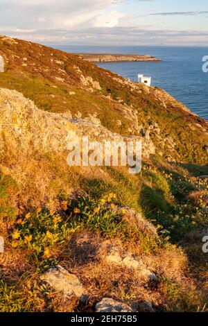 Ellins Turm auf den Klippen bei South Stack, Anglesey, Nordwales Stockfoto