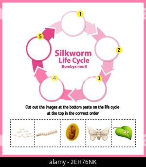 Abbildung des Lebenszyklus von Silkworm Stock Vektor