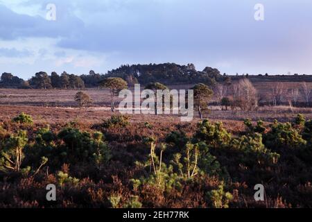 Unberührte Naturlandschaft mit Bäumen und Heide zwischen Wilverley und Rhinefield, New Forest National Park, Hampshire Stockfoto