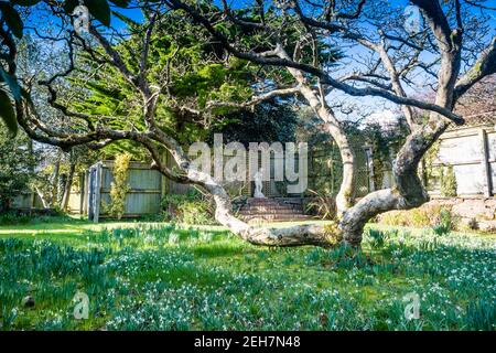 Schneeglöckchen in einem privaten Landgarten. Stockfoto