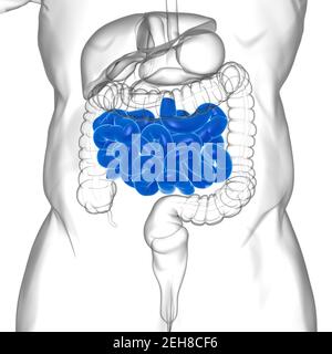 Dünndarm 3D Illustration Human Digestive System Anatomie für medizinisches Konzept Stockfoto