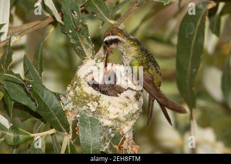 Weißohr-Kolibri-Weibchen, die Nestlinge füttern, Hylocharis leucotis, 9 Tage und 11 Tage alt in Silberleaf-Eiche. Stockfoto