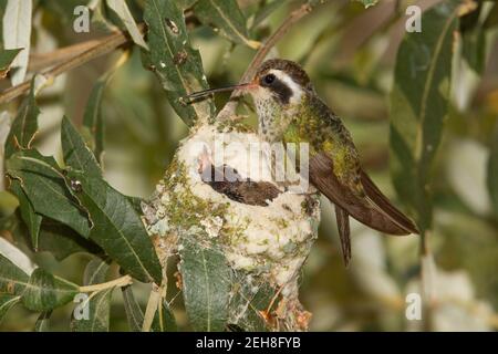 Weißohr Kolibri Weibchen und Nestlinge, Hylocharis leucotis, 9 Tage und 11 Tage alt in Silverlaf Eiche. Stockfoto