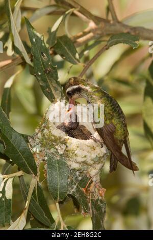 Weißohr-Kolibri-Weibchen, die Nestlinge füttern, Hylocharis leucotis, 9 Tage und 11 Tage alt in Silberleaf-Eiche. Stockfoto