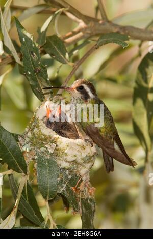 Weißohr Kolibri Weibchen und Nestlinge, Hylocharis leucotis, 9 Tage und 11 Tage alt in Silverlaf Eiche. Stockfoto