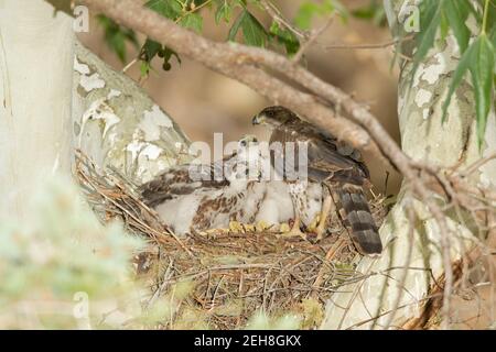 Nördliche Goshawk Nestlinge, Accipiter gentilis, in Platanenbaum. Stockfoto