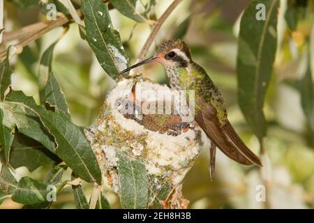 Weißohr Kolibri Weibchen und Nestlinge, Hylocharis leucotis, 14 Tage und 16 Tage alt in Silverlaf Eiche. Stockfoto