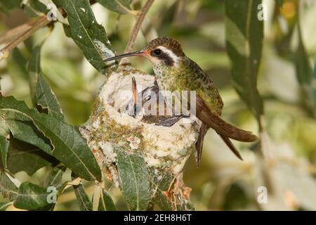 Weißohr Kolibri Weibchen und Nestlinge, Hylocharis leucotis, 14 Tage und 16 Tage alt in Silverlaf Eiche. Stockfoto