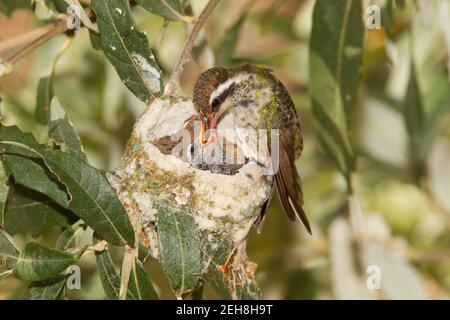 Weißohr-Kolibri-Weibchen, die Nestlinge füttern, Hylocharis leucotis, 14 Tage und 16 Tage alt in Silberleaf-Eiche. Stockfoto