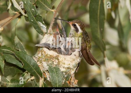 Weißohr Kolibri Weibchen und Nestlinge, Hylocharis leucotis, 14 Tage und 16 Tage alt in Silverlaf Eiche. Stockfoto