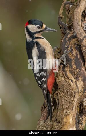 Größere Spotted Woodpecker Stockfoto