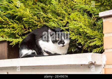 Schwarze und weiße Katze auf Busch Stockfoto