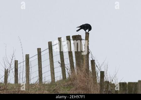 Aas Crow (Corvus corone) Essen auf Zaunpfosten im Winter - Schottland, Großbritannien Stockfoto