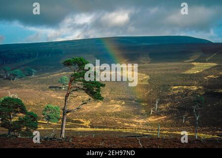 Rainbow in Glen Quoich in der Nähe der Mar Lodge im Cairngorm Nationalpark Schottland Stockfoto