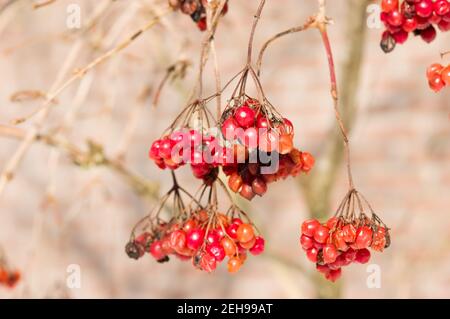 Nahaufnahme der roten Beeren auf einem Baum ohne Blätter Stockfoto
