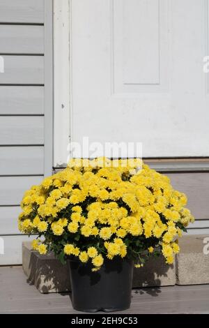 Gelbe Mom Pflanze auf der Veranda Schritt, in Holmes County, Ohio Stockfoto