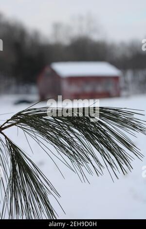 Macro Kiefernnadeln, mit rustikalen Scheune, im Hintergrund Stockfoto