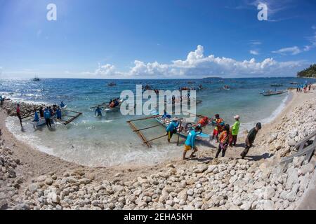 Touristen füllen lokale Outrigger Kanus Walhaie, Rhiniodon Typus, Offshore an der Oberfläche gefüttert, Oslob, Philippinen zu sehen. Das sind die Welten Stockfoto