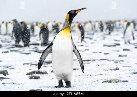 Ein Königspinguin blickt in den Himmel, als Schnee sanft fällt. Im Hintergrund genießen auch andere Mitglieder der Pinguinkolonie den seltenen Südgeorgien-Sommersno Stockfoto