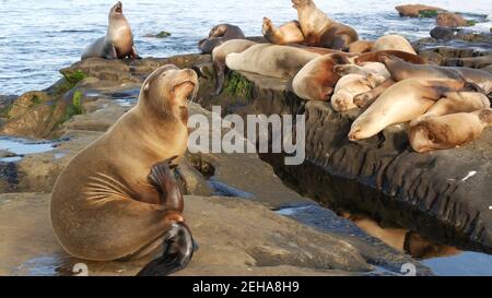 Seelöwen auf dem Felsen in La Jolla. Wildrohrige Robben, die in der Nähe des pazifischen Ozeans auf Steinen ruhen. Lustige faule Tiere schlafen. Geschützte Meeressäuger Stockfoto