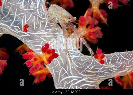 Eine unbeschriebene Art von Hockhummer, Galathea sp., die Eier unter dem Schwanz auf alcyonariellen Korallen trägt, Raja Ampat, Indonesien. Stockfoto