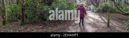 Frau, 60s, beim Spaziergang in den Tyninghame Woods Stockfoto