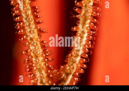 Diese Eier eines goldenen Mädchens, Amblyglyphidodon aureus, wurden auf einen toten Teil einer Seepeitsche, Philippinen, gelegt. Das Mädchen kaut die Polypen Stockfoto