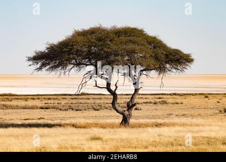 Am Rande der Salzpfanne von Etosha, einem einsamen Akazienbaum im weiten Grasland der afrikanischen Savanne Stockfoto