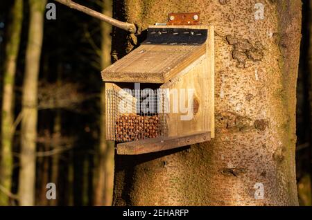 Nüsse in einem roten Eichhörnchen Feeder an einem Baum befestigt In einem Wald in der Wintersonne Stockfoto