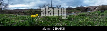 Narzissen am Fluss Teviot bei Denholm. Brücke über die Minto Road Stockfoto
