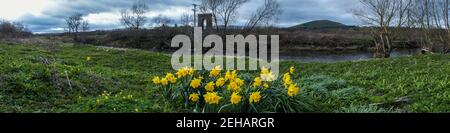 Narzissen am Fluss Teviot bei Denholm. Bogen der alten Kettenbrücke Stockfoto