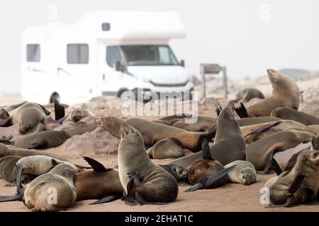 Cape Cross, Namibia: Blick auf Robben an der Seal Colony an der Küste - weißer Camper im Hintergrund Stockfoto