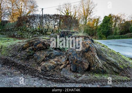 Ein alter fauler hohler zersetzender Laubbaumstumpf auf gefrorenem Boden im Winter Stockfoto