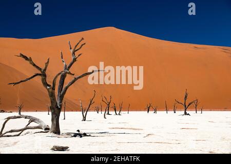 Weiße Tonpfanne mit toten Bäumen vor der riesigen Düne namens Big Mama. Wüste von Namib Naukluft Park, Sesriem, Sossusvlei Stockfoto
