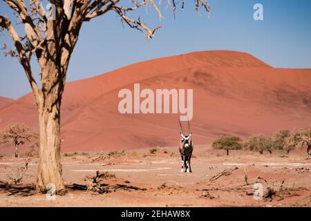 Oryx steht neben einem Baum vor einem Red Dune Namib Naukluft Park Stockfoto