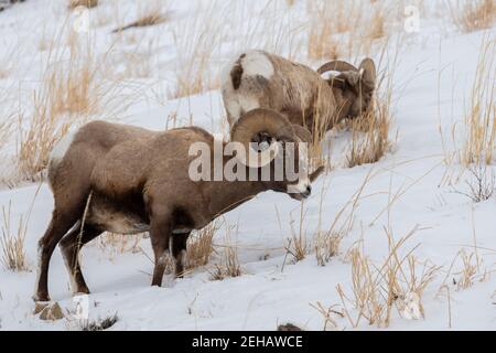 USA, Wyoming, Yellowstone National Park. Zwei männliche Big Horn Schafe (WILD: Ovis canadensis) auf schneebedeckten Hügeln. Stockfoto