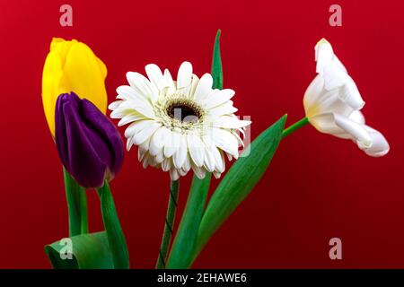 Hintergrund der Mischung verschiedener Frühlingsblumen auf rot, Tulpen und Gerbera Makro Stockfoto
