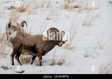 USA, Wyoming, Yellowstone National Park. Zwei männliche Big Horn Schafe (WILD: Ovis canadensis) auf schneebedeckten Hügeln. Stockfoto