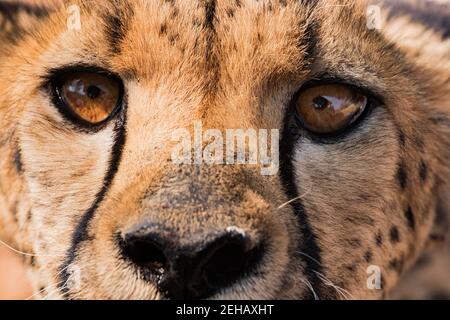 Namibia, Photo Safari, Chetaah Portrait - Blick direkt in die Kamera Stockfoto