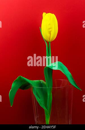 Schöne gelbe Tulpe Blume, Makro-Foto auf rotem Hintergrund, Frühlingsfarben Stockfoto