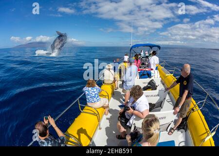 Ein Whale Watching Boot aus Lahaina, Maui, bekommt einen Nahaufnahme Blick auf einen brechenden Buckelwal, Megaptera novaeangliae. Hawaii. Stockfoto