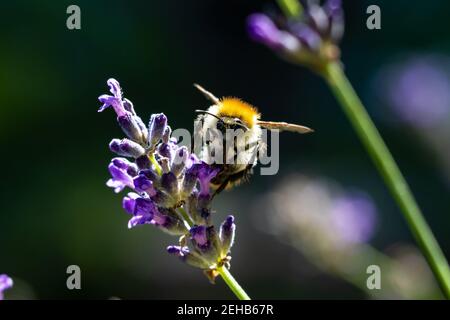Frühling im Garten - Nahaufnahme einer Biene auf einer Lavendelblüte. Stockfoto