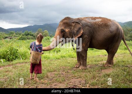 Nördlich von Chiang Mai, Thailand. Ein Mädchen füttert einen Elefanten in einem Heiligtum für alte Elefanten. Stockfoto