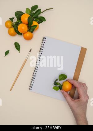 Weibliche Hand hält Clementinen - Citrus clementina - und Skizzenblock auf beigem Hintergrund. Hybrid aus kleinen Mandarinen. Overhead, Kopierspeicher. Stockfoto