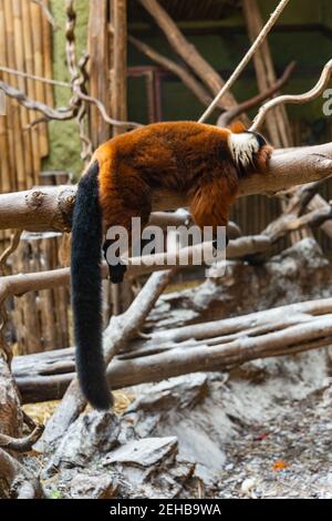 Rote, geruffte Lemur, die auf Holzbalken schläft Stockfoto