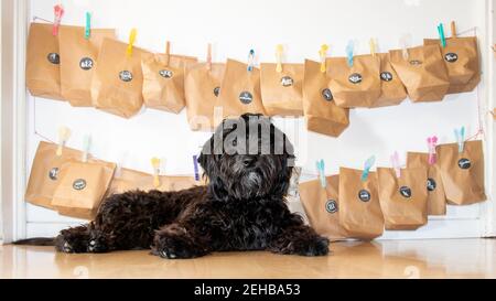 Glücklicher Hund posiert vor sich selbst. Adventskalender gemacht - der Ladradoodle ist ein Liebling geworden mitglied der Familie Stockfoto