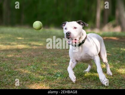 Ein schwarz-weiß American Bulldog Mischlingshund spielen Mit einem Ball im Freien Stockfoto